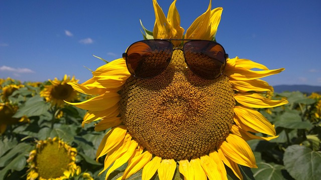 Authentic Synchrony sunglasses at Ejones Opticals Kannur